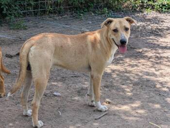 Yellow Labrador Retriever Dogs Available for Adoption - Nala | PetCurious