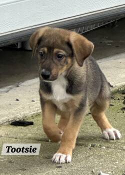 Tootsie -  German Shepherd Dog Dog for Adoption in Urbana, Ohio - Tootsie | PetCurious