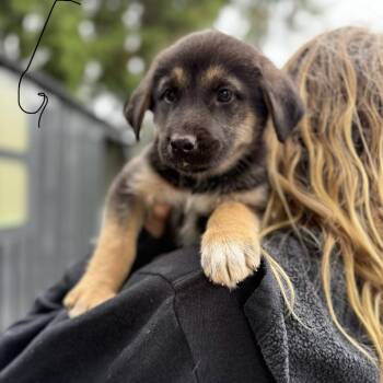 Chesapeake Bay Retriever and German Shepherd Dog Dogs Available for Adoption in Bellingham, Washington - Cove | PetCurious