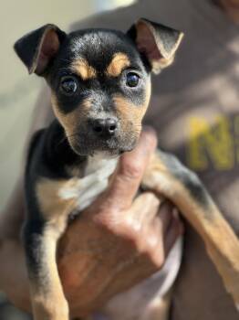 Labrador Retriever Dogs Available for Adoption - Venus  | PetCurious
