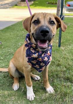 Samantha -  Black Mouth Cur and American Foxhound Dog for Adoption in Southlake, Texas - Samantha | PetCurious
