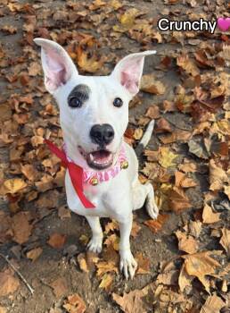 Whippet Dogs Available for Adoption - Crunchy : A Total Sweetheart | PetCurious