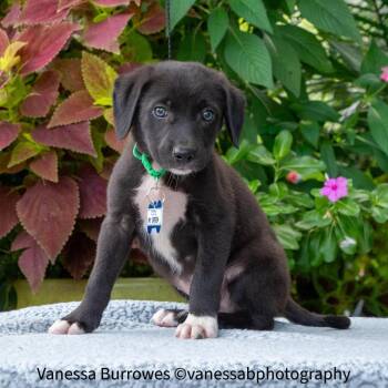 Mr Green -  Retriever Dog for Adoption in Wake Forest, North Carolina - Mr Green | PetCurious
