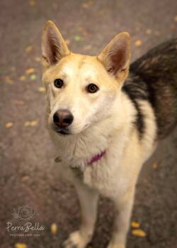 Rescue Husky Dogs for Adoption in West Richland, Washington - Fantasma (Tazzy)-FOSTER NEEDED | PetCurious