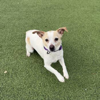 Chihuahua and Mixed Breed Dogs Available for Adoption - Tooti Fruiti | PetCurious