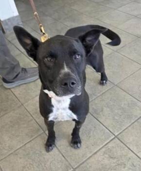 Labrador Retriever Dogs Available for Adoption - COCOA | PetCurious