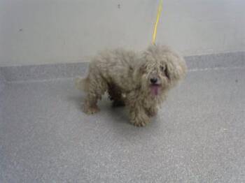A187736 -  Poodle and Mixed Breed Dog for Adoption in Pasadena, Texas - A187736 | PetCurious
