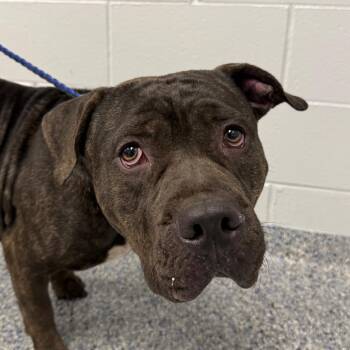 Saint -  American Staffordshire Terrier and Mixed Breed Dog for Adoption in Greenville, South Carolina - Saint | PetCurious