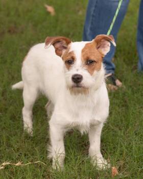 Parson Russell Terrier Dogs Available for Adoption in Southaven, Mississippi - Tater | PetCurious