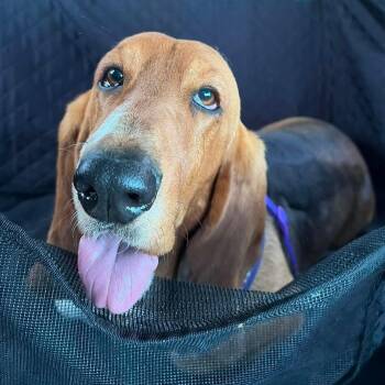 Basset Hound Dogs Available for Adoption in Farragut, Tennessee - Helga | PetCurious