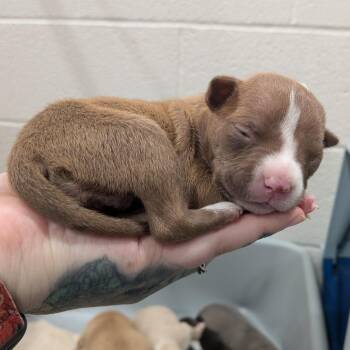 Heather -  Boxer and Pit Bull Terrier Dog for Adoption in Smithville, Tennessee - Heather | PetCurious