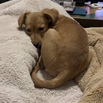 Blossom -  Terrier Dog for Adoption in Lancaster, California - Blossom | PetCurious