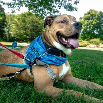Kyle -  Pit Bull Terrier Dog for Adoption in Mississauga, Ontario - Kyle | PetCurious