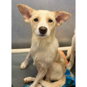 Chihuahua and Corgi Dogs Available for Adoption in Boulder, Colorado - Luca | PetCurious