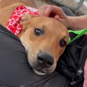 Nemo -  Black Mouth Cur Dog for Adoption in Houston, Texas - Nemo | PetCurious