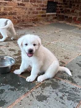 Gerda -  Great Pyrenees Dog for Adoption in Glocester, Rhode Island - Gerda | PetCurious