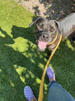 Rescue Labrador Retriever and Terrier Dogs for Adoption in Hilton Head Island, South Carolina - Angel | PetCurious