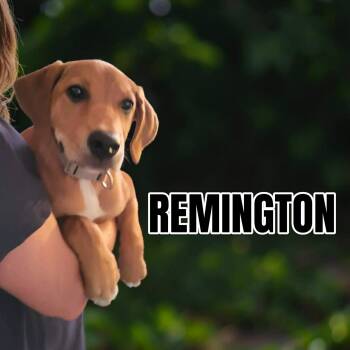 Remington female -  Basset Hound and Beagle Dog for Adoption in Lexington, Kentucky - Remington Female | PetCurious