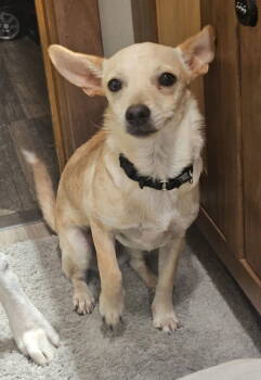 Rescue Chihuahua Dogs for Adoption in New London, Wisconsin - Penny | PetCurious