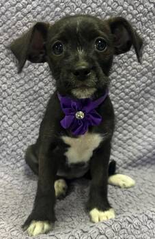 Rescue Miniature Pinscher and Terrier Dogs for Adoption in Lodi, California - Clover | PetCurious