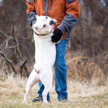Bruce -  Mixed Breed Dog for Adoption in Reisterstown, Maryland - Bruce | PetCurious