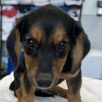 Root Beer -  Mixed Breed Dog for Adoption in Las Cruces, New Mexico - Root Beer | PetCurious