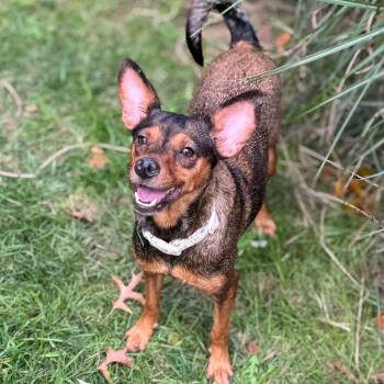 Rescue Terrier Dogs for Adoption in Baldwin, Maryland - Azara | PetCurious