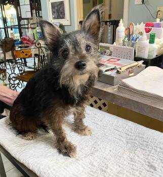 Brulee (NOT YET AVAILABLE) -  Cairn Terrier Dog for Adoption in Benton, Louisiana - Brulee (NOT YET AVAILABLE) | PetCurious