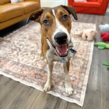 Boxer and Labrador Retriever Dogs Available for Adoption -  George The Goodest Boy | PetCurious