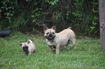 Lacy -  French Bulldog Dog for Adoption in Rockville, Maryland - Lacy | PetCurious