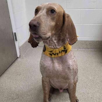 Valentino -  Coonhound Dog for Adoption in Gloucester, Virginia - Valentino | PetCurious