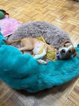 Peggy -  Chihuahua Dog Available for Adoption in Valley Stream, New York - Peggy | PetCurious