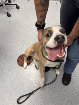 ROCKY -  Pit Bull Terrier Dog for Adoption in Indianapolis, Indiana - ROCKY | PetCurious
