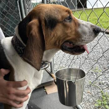 Eleanor -  Treeing Walker Coonhound Dog Available for Adoption in Waynesville, North Carolina - Eleanor | PetCurious