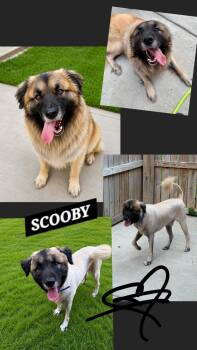 SCOOBY -  Newfoundland Dog and Great Pyrenees Dog for Adoption in Jackson, Tennessee - SCOOBY | PetCurious