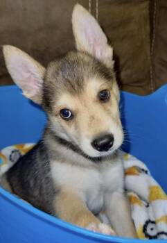 Shepherd Dogs Available for Adoption - Wolfie | PetCurious