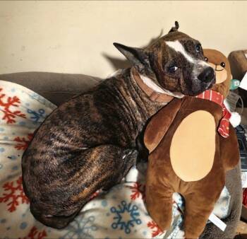 Mixed Breed Dogs Available for Adoption - DELORES | PetCurious