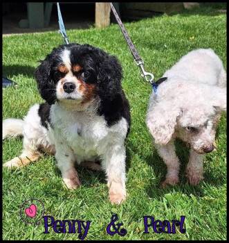 Cavalier King Charles Spaniel Dogs Available for Adoption in Shippenville, Pennsylvania - Penny And Pearl | PetCurious