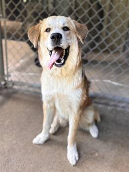 Russ -  Great Pyrenees Dog Available for Adoption in Collierville, Tennessee - Russ | PetCurious