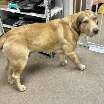 Basset Hound and Labrador Retriever Dogs Available for Adoption - Biscuit (low Rider) Hw Treated | PetCurious