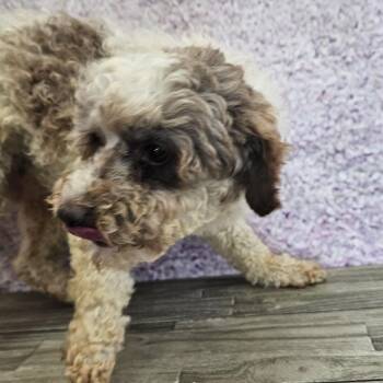 Cecil -  Miniature Poodle Dog for Adoption in Normal, Illinois - Cecil | PetCurious