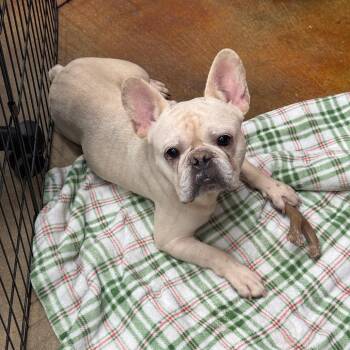 Miklo -  French Bulldog Dog for Adoption in Montgomery, Texas - Miklo | PetCurious