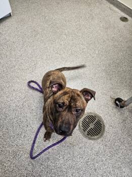 Rescue American Staffordshire Terrier and Mixed Breed Dogs for Adoption in Disputanta, Virginia - AppleJax | PetCurious