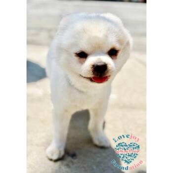 Finn -  Pomeranian Dog for Adoption in Inglewood, California - Finn | PetCurious