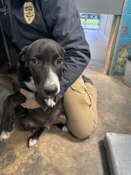 Rescue Mixed Breed Dogs for Adoption in Hot Springs, Arkansas - Berry | PetCurious