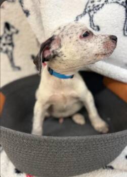 Jenks drk blue collar -  Jack Russell Terrier Dog for Adoption in Syracuse, Indiana - Jenks Drk Blue Collar | PetCurious
