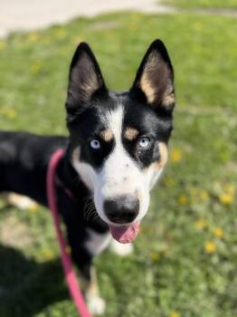 Husky Dogs Available for Adoption in Fremont, Nebraska - Candy | PetCurious