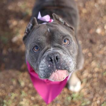 LUA -  American Bulldog Dog for Adoption in San Antonio, Texas - LUA | PetCurious