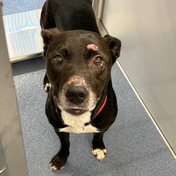 Waymo -  Pit Bull Terrier Dog for Adoption in Saint Joseph, Missouri - Waymo | PetCurious