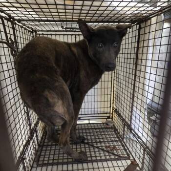 Shepherd and Husky Dogs Available for Adoption - Draven | PetCurious